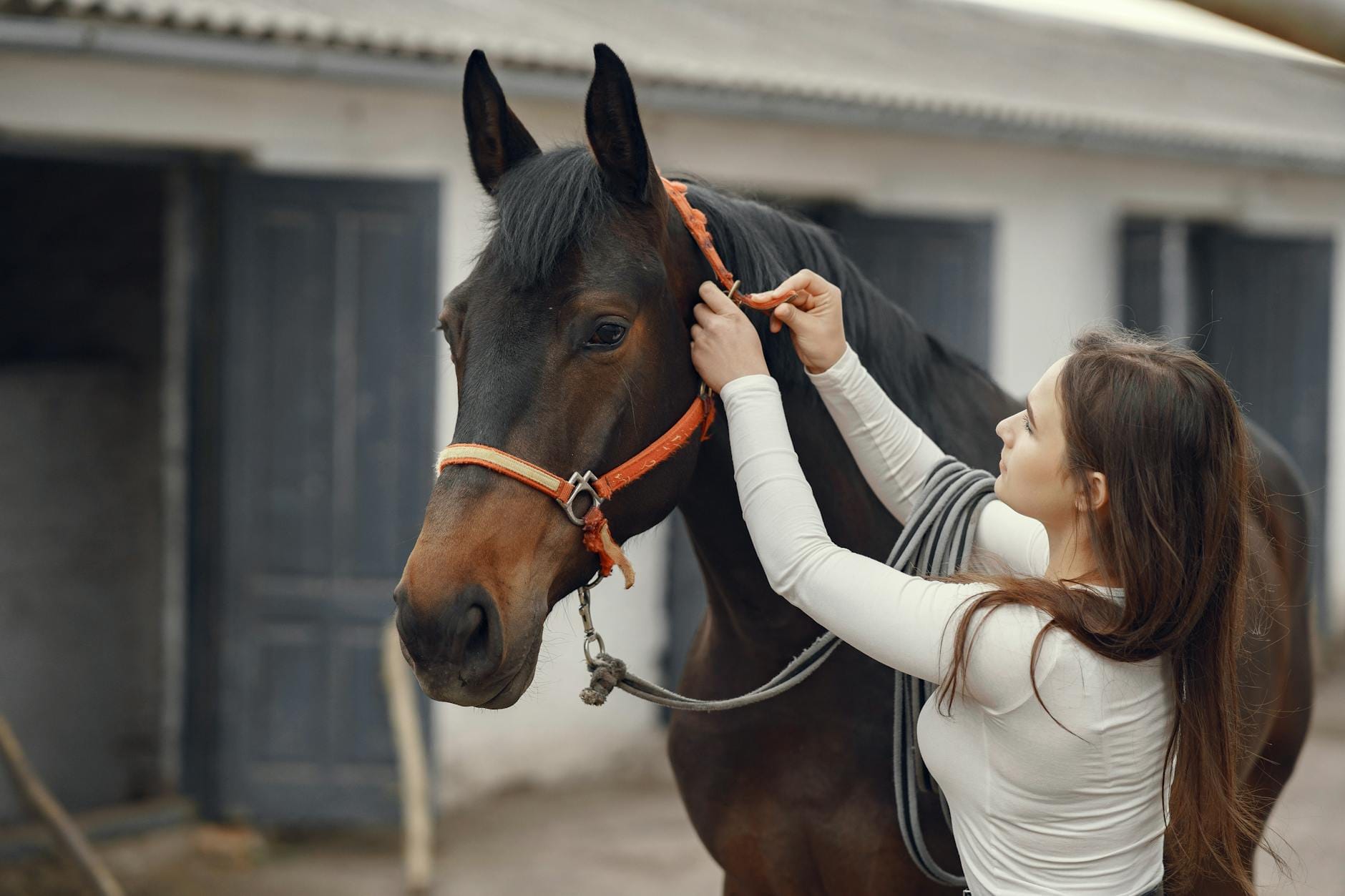 Kobieta zakłada koniowi uzdę przed stajnią